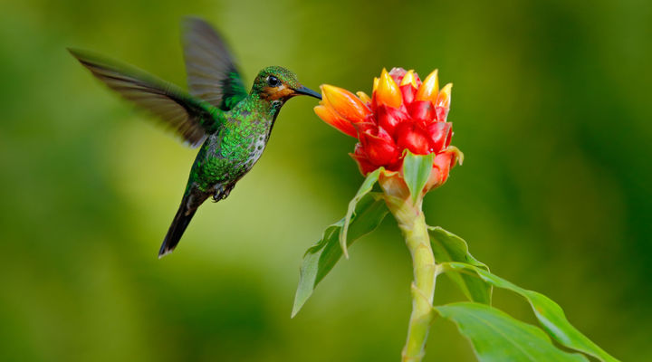 De fotogenieke natuur van Costa Rica